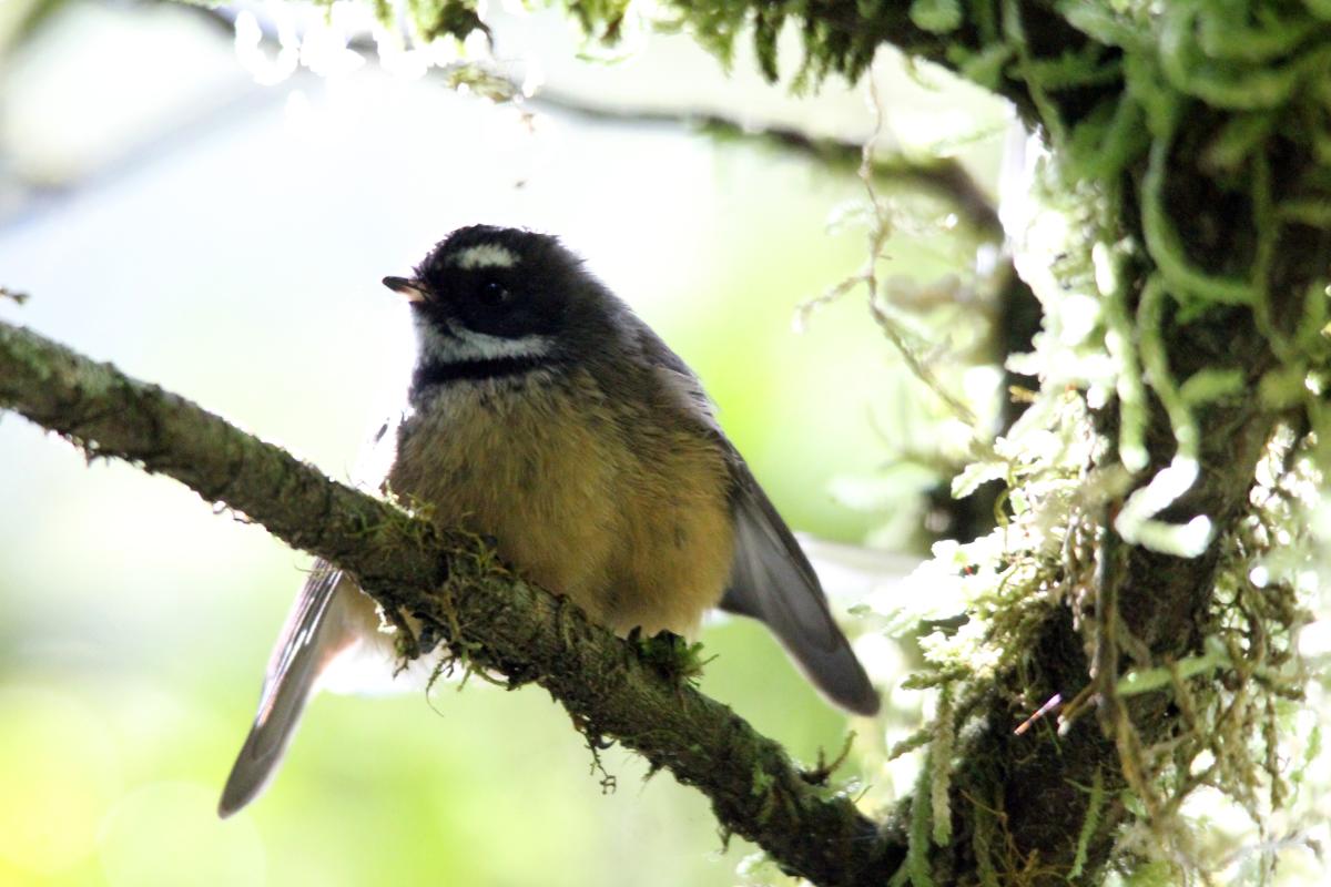 New Zealand Fantail (Rhipidura fuliginosa), Te Anau Milford Highway, New Zealand, 2014-03-06 New Zealand Fantail (Rhipidura fuliginosa)